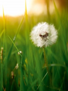 Dandelion green grass on spring meadow